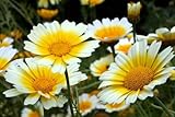 208. Garland daisy　（40粒+α) [並行輸入品]