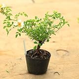 苗：小町バラ（こまちばら）