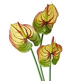 【Blooming＆me】フラワーデザイナー推薦 枯れない 高品質 上質な造花 アンスリウム ハート型 観葉植物 南国 夏 トロピカル アレンジメント 3本セット 選べる2色 (レッドライングリーン)
