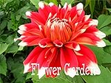 24 Kinds of Dahlia Seeds, Type flower bulb dahlia pachyderms flower dahlia bulbs seeds bonsai flower