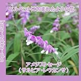 アメジストセージ ホワイト　苗