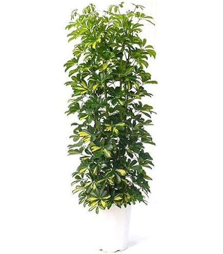 Amazon.co.jp: シェフレラ（ホンコンカポック）（7号）観葉植物 鉢植え