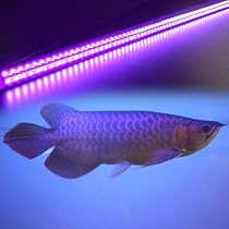 葵山田【点灯時間30分】アロワナライトマルチカラー！ おしゃれな照明専門店 でんらい - 水槽 アロワナライト｜Yahoo