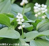 山野草:マイヅルソウ(舞鶴草) 9cmポット3芽植え苗【紫桜館山の花屋】
