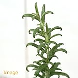 (観葉)ハーブ苗 ローズマリー 立性 3号(1ポット) 家庭菜園 本州・四国限定[生体]