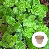 レモンバーム 栽培セット 【 場所を選ばないナチュラルな風合いの鉢/ テラコッタ 】