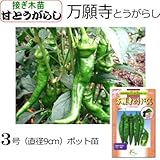 甘 とうがらし 苗 接ぎ木 万願寺