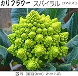 カリフラワー 苗 スパイラル ロマネスコカリフラワー 5ポットセット スパイラル形カリフラワー