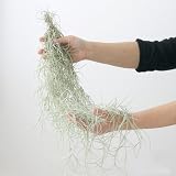 (観葉)エアープランツ ティランジア ウスネオイデス 太葉タイプ Lサイズ(1束分) 本州・四国限定[生体]
