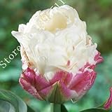 Tulip, Ice Cream.The most interesting tulip we have ever seen.Flower seeds For Home Garden.Bonsai Pl