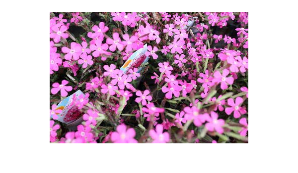 Amazon 花苗 多年草 1年草扱い シレネ カロリニアナ ピンクパンサー ラベル付き3 5号苗 鉢 プランター