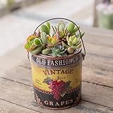 多肉植物 寄せ植え taniku オールドボトル缶 Lサイズ ( グレープ 柄 )