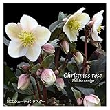 冬咲きクリスマスローズ　HGCシューティングスター　13.5cmポット1苗（2年生苗）