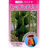 パパイヤ 種 【 レッドレディー 】 種子 小袋（約20粒）