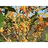 【ノーブランド品】 キンモクセイ 樹高0.8m前後 18cmポット /