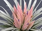 Tillandsia carlsoniae - Bromeliaceae - 5 seeds