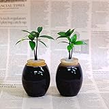 「良縁を結ぶ梛(ナギ)の木」と　陶房「うさぎ庵」特製陶器鉢　2個セット　【土なし　清潔　水やり簡単　セラハイト】　　梛の木は、「NHK大河ドラマ　女城主　直虎」で「愛しいものの無事を祈る木」「災いを避