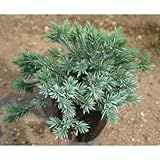 ブルースター 3.5号ポット