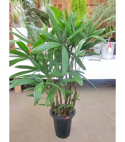 Amazon.co.jp: カンノンチク 10号 観音竹 観葉植物 : DIY・工具・ガーデン