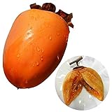 国華園　果樹苗　カキ　夢西条(旧:溝無西条)　5株【※発送が国華園からの場合のみ正規品です】