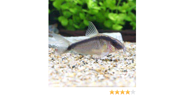 Amazon 熱帯魚 コリドラス アークアタス ワイルド ３匹 北海道 九州 沖縄航空便要保温 Charm チャーム 観賞魚 水中生物 通販