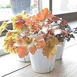 相武ガーデン 店長おまかせ ツボサンゴ（ヒューケラ）3ポットセット