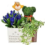 遅れてごめんね 敬老の日 花 プレゼント フラワー ギフト 苔で出来たナチュラルな インテリアグリーン トピアリーモス くま