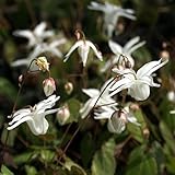 【山野草】イカリソウ「四季の舞」