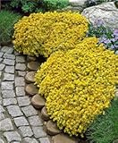 100個/タイム種子やマルチカラーROCKクレス種子を忍び寄るバッグ - 多年生の花の種のグランドカバー花の庭の装飾9