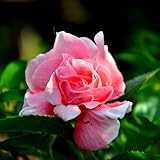 Potted Flower Seeds Purple Garden Balsam Camellia Impatiens Seeds Four Seasons Garden Flowering Plan