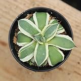 多肉植物:アガベ 吉祥天*(メリコ錦)