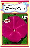 【種子】 西洋朝顔　スカーレット　オハラ トーホクのタネ