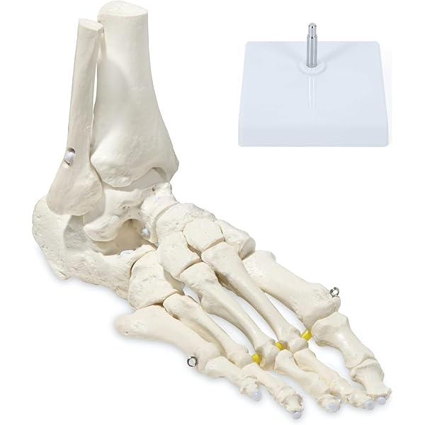 Amazon | [AiO JAPAN] 実物大 頭蓋骨 レプリカ あごが動く可動式 骸骨