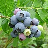 ブルーベリー苗木　ティフブルー＜ラビットアイ系＞（2年生）