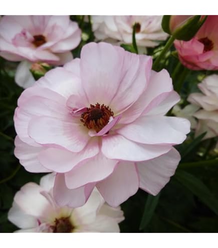 Amazon.co.jp: 予約販売 ラナンキュラス ラックス 苗 アイオリア 10.5