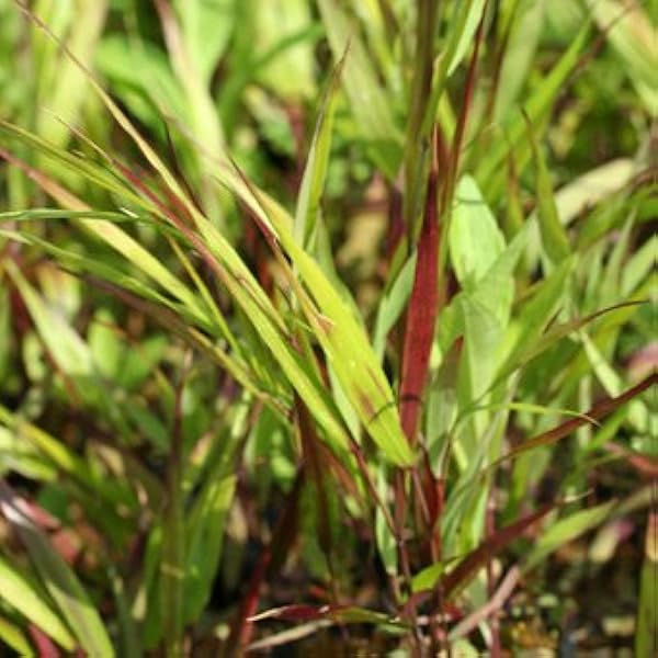 紅フウチソウ 草 Amazon