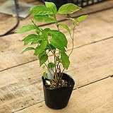 珍種勢揃い！苗・苗木：山アジサイ（あじさい）*東雲、紫光梅、桃花、倉木てまり 、日向の紅子持ち 各種お選びください！ (東雲)