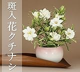 いよじ園 【】 斑入花クチナシ 八重咲 ミニ盆栽 育て方説明書・肥料1年分プレゼント【花物盆栽】