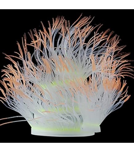 Amazon.co.jp: テーブルサンゴ??白珊瑚??天然珊瑚??珊瑚礁??デス