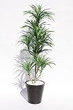 インテリアグリーン人工観葉植物・ユッカW120陶器鉢光触媒品