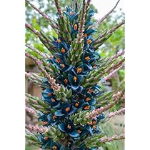 516LkQfDnhL._AC_UL210_SR210,