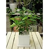 Amazon レモンマートルの木 ４号鉢植え シトラール効果 ハーブで香りをお楽しみ下さい 料理やハーブティーにも 観葉植物 オンライン通販