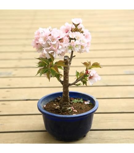 折り鶴盆栽(河津桜盆栽)No.51 Amazon｜折り鶴盆栽(河津桜盆栽)No.51｜観葉植物 オンライン通販