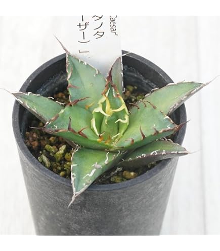 Amazon｜イタヤカエデ 名栗錦 接木大苗 6号鉢全長100cm｜観葉植物
