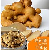 高知県産生姜 10kgバラ Mサイズ