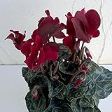 軽井沢育ちのガーデンシクラメン：ショコラ3号ポット3株セット ノーブランド品