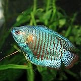 (熱帯魚)ネオンドワーフグラミー （約4cm）（1ペア）[生体]