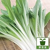 ウルイ（食用ギボウシ・オオバギボウシ）3.5号ポット2株セット ノーブランド品