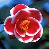 椿(ツバキ)の苗木 玉のかんざし