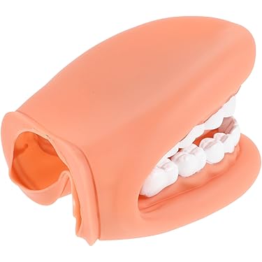 2.5倍大複製根模型歯 [B10-330] 歯の模型 2.5倍大複製根模型歯 [B10-330]｜株式会社ニッシン｜歯科模型・歯科